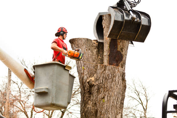 Best Root Management and Removal  in Camp Hill, AL